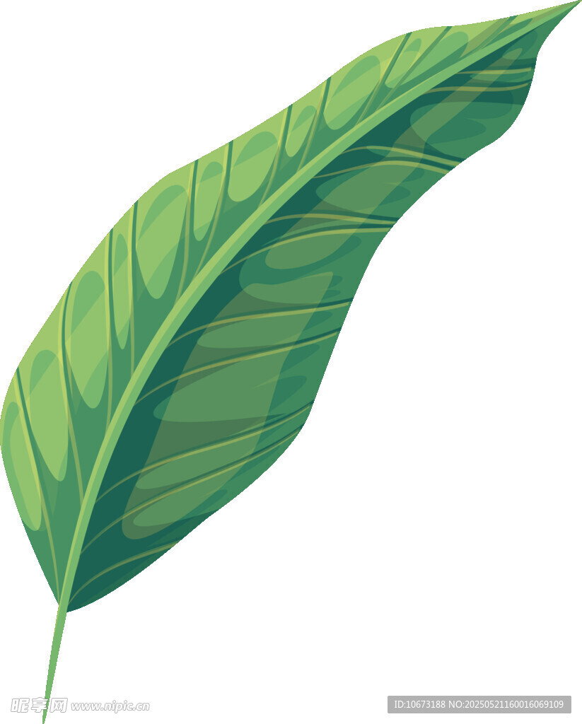 翠綠芭蕉葉插畫