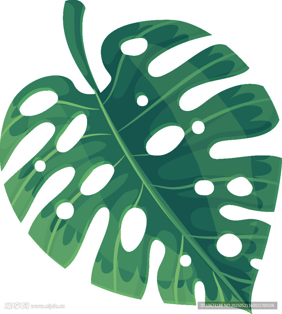 龜背竹葉插畫(huà)