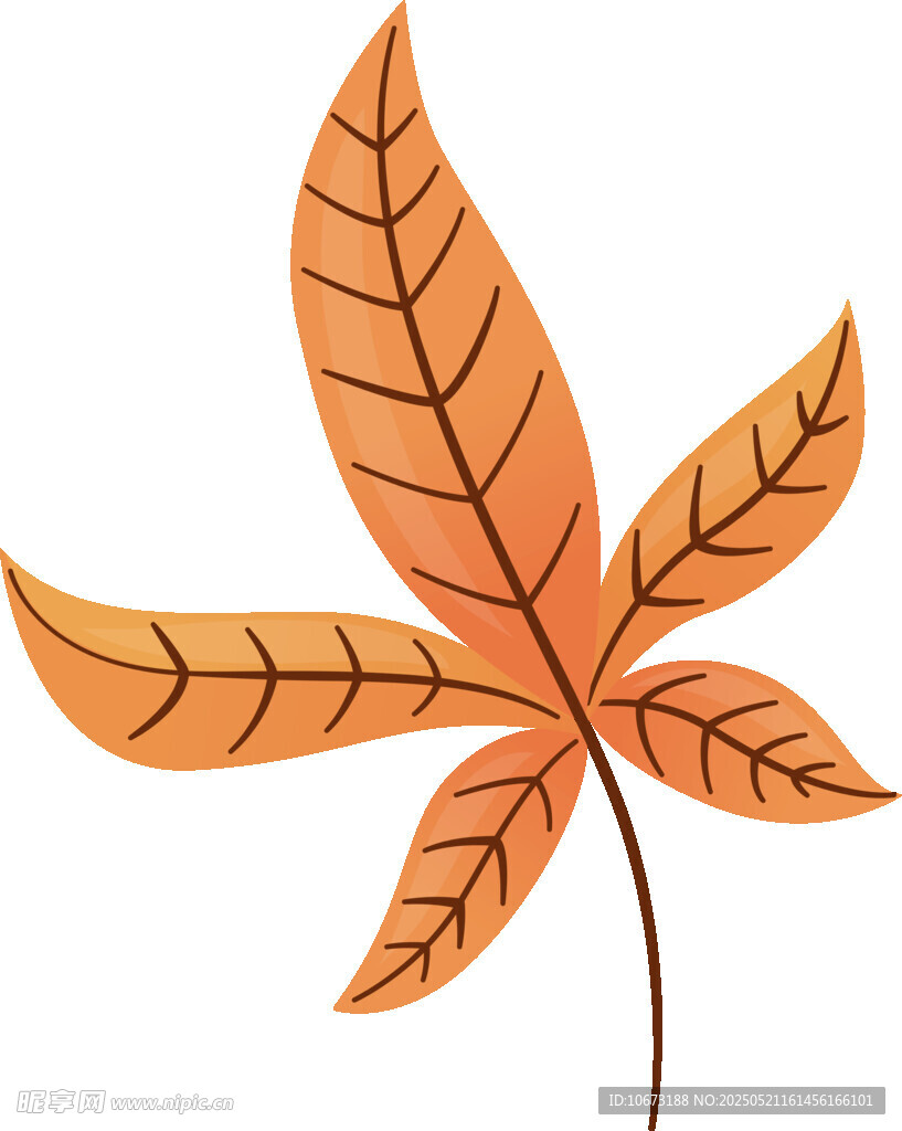 橙色掌狀楓葉插畫