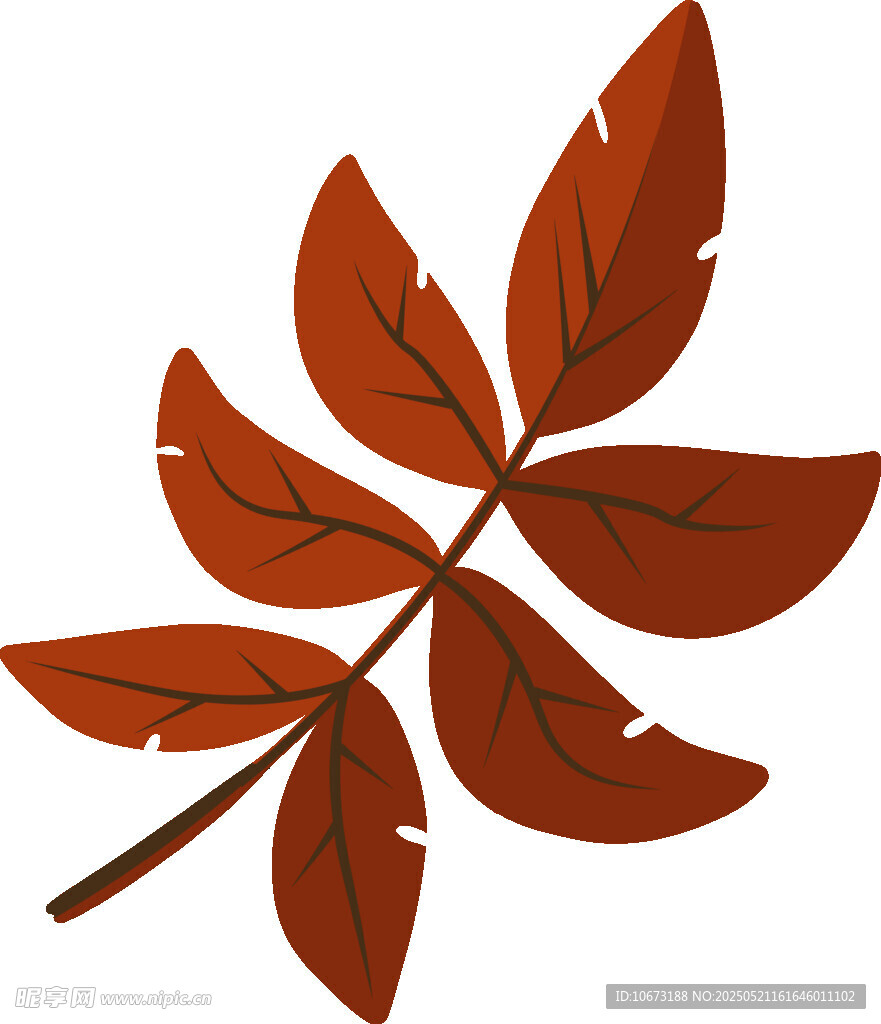 橙紅色羽狀復葉插畫