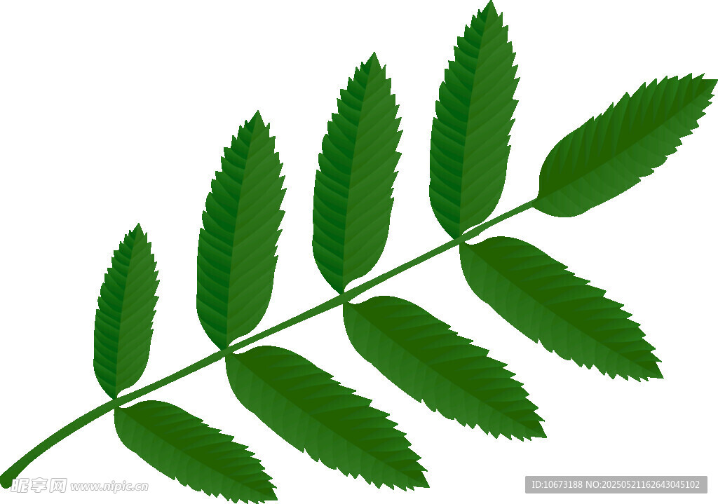 單枝羽狀復葉植物葉片