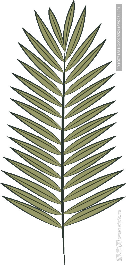 綠色羽狀棕櫚葉植物素材