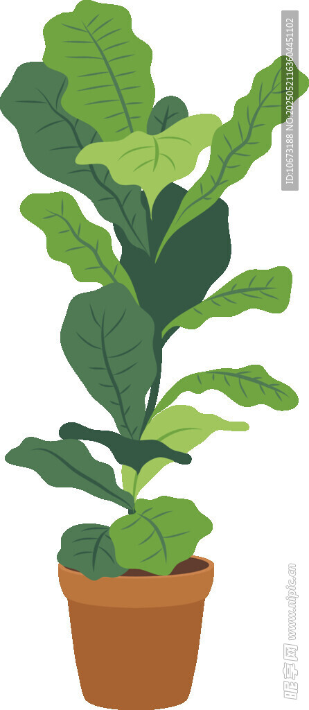 盆栽綠植 清新室內植物