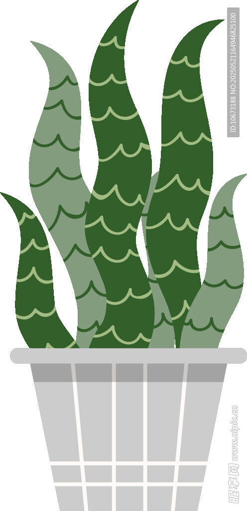 盆栽虎皮蘭植物插畫