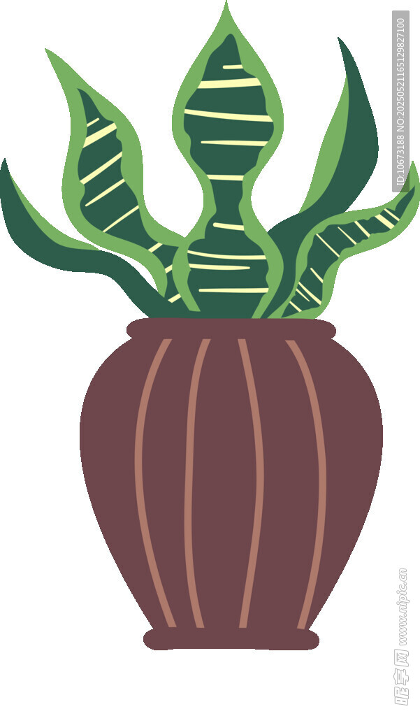 盆栽虎皮蘭插畫