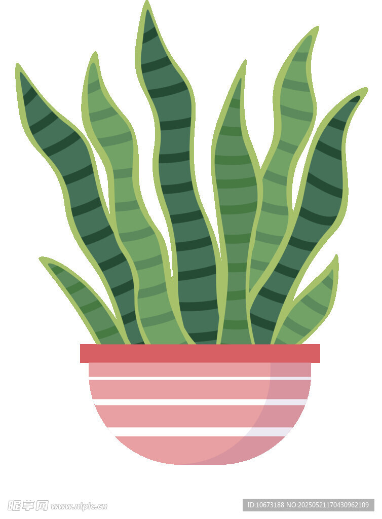 盆栽虎皮蘭插畫