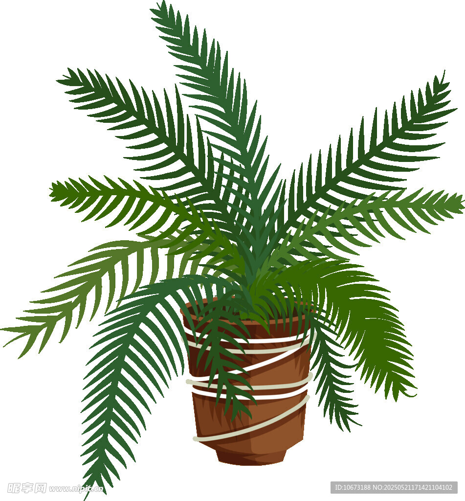 盆栽棕櫚植物 清新綠意