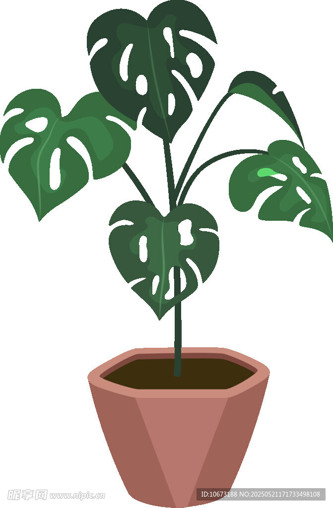 盆栽龜背竹植物插畫