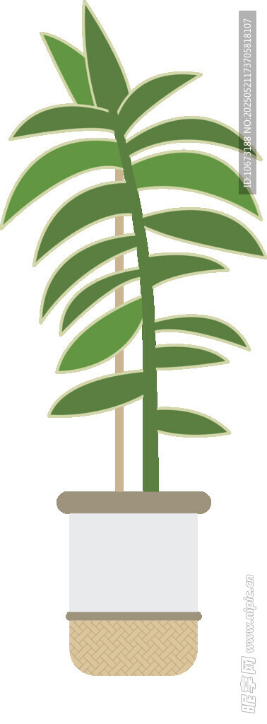 盆栽棕櫚樹 清新綠植