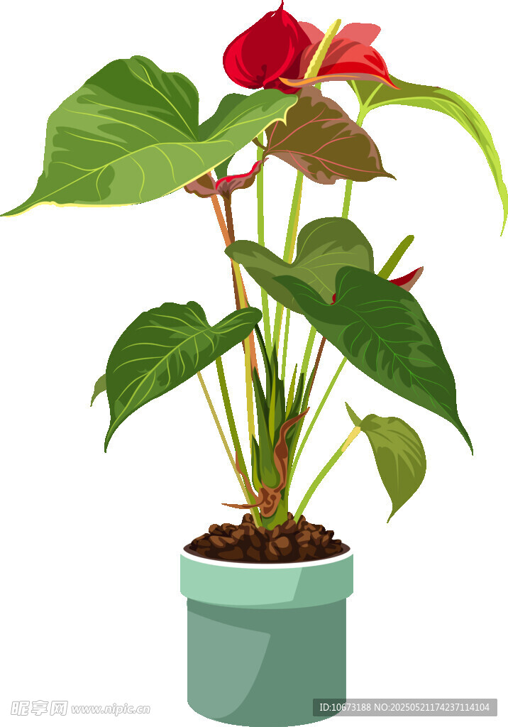 盆栽紅掌綠植清新畫面