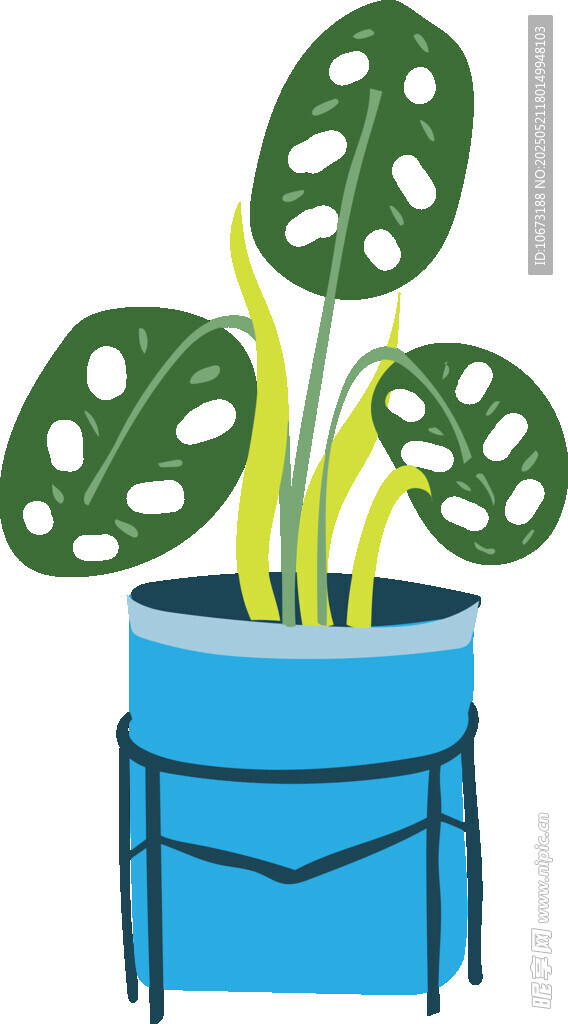 藍(lán)色花盆中的龜背竹植物