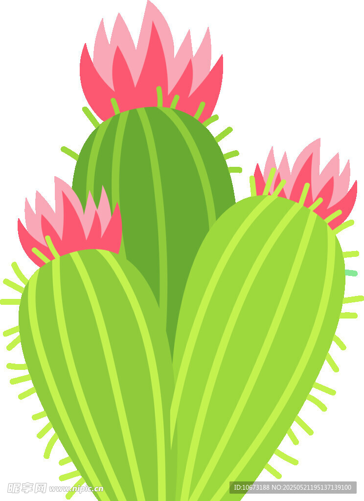 盛開(kāi)的仙人掌花朵插畫(huà)