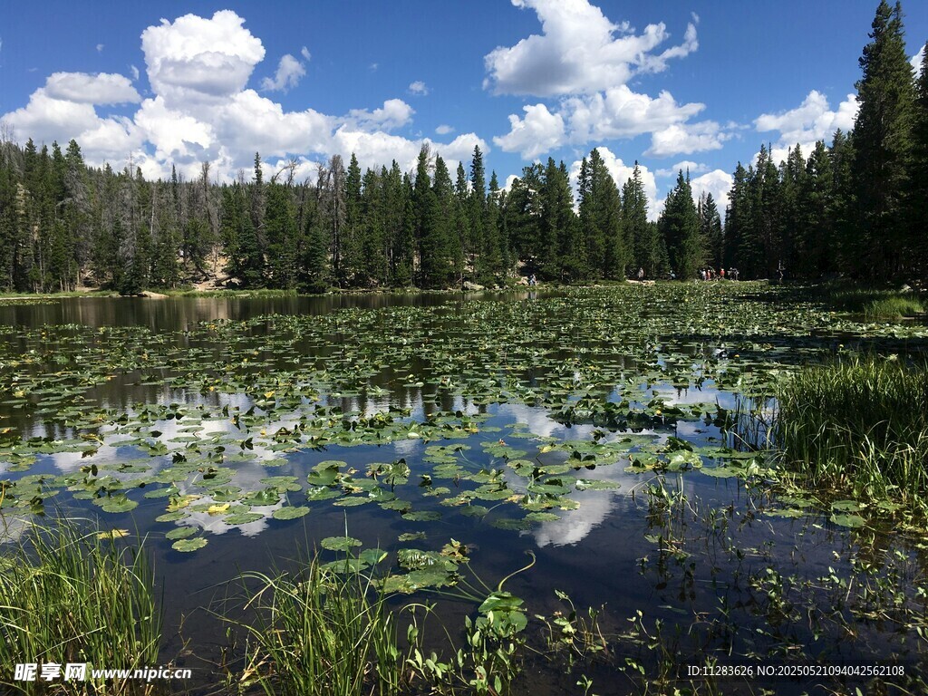 寧靜湖畔綠意盎然的美景