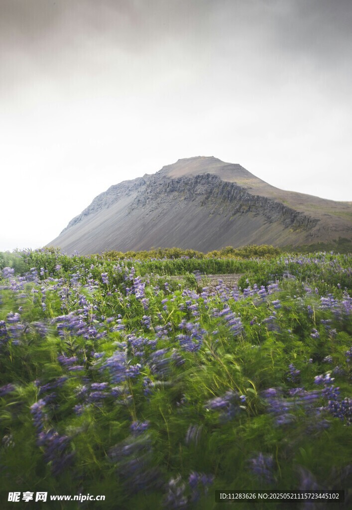 紫色花海中的巍峨山峰