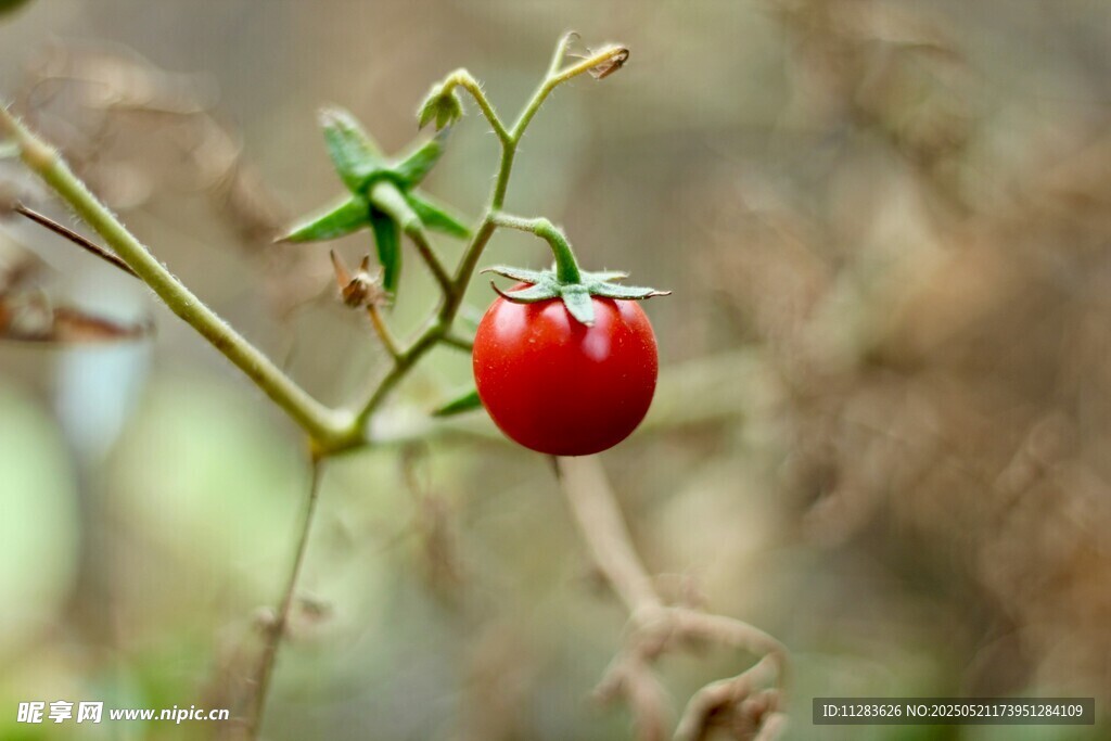 枝頭紅番茄