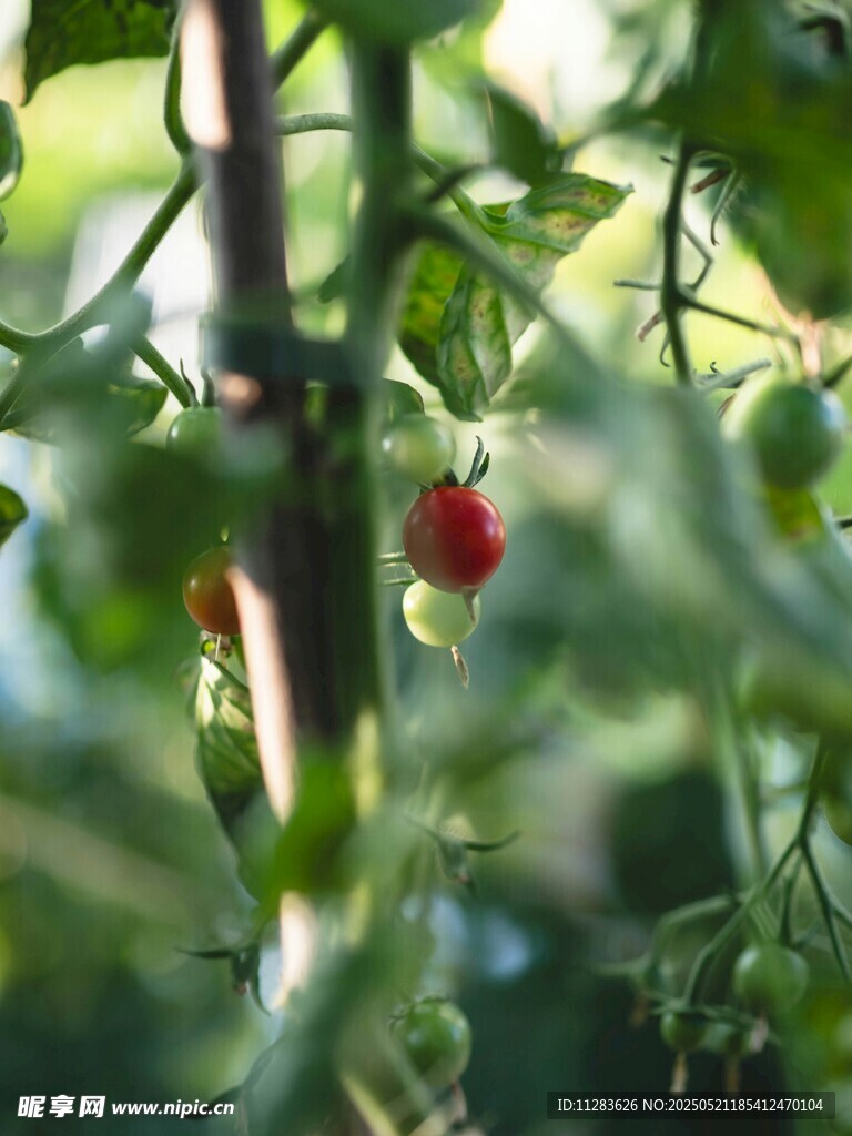 綠葉間的紅番茄