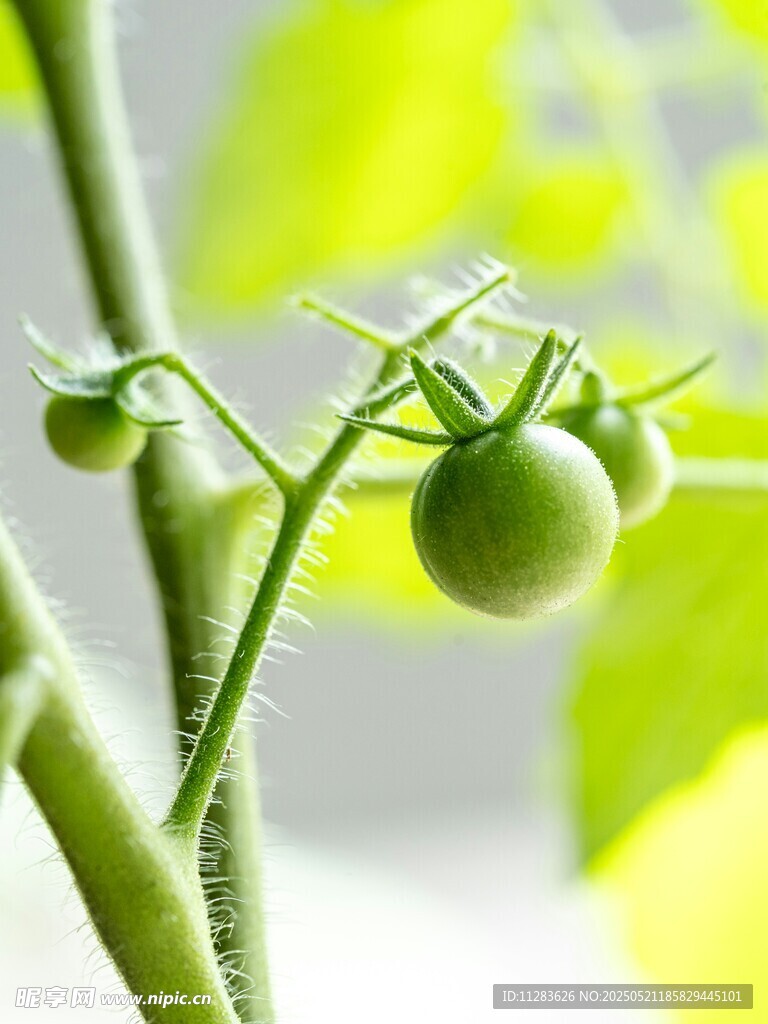 青嫩番茄枝上掛