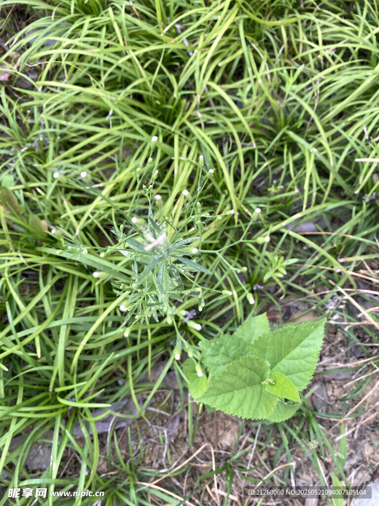 草叢中的綠葉植物