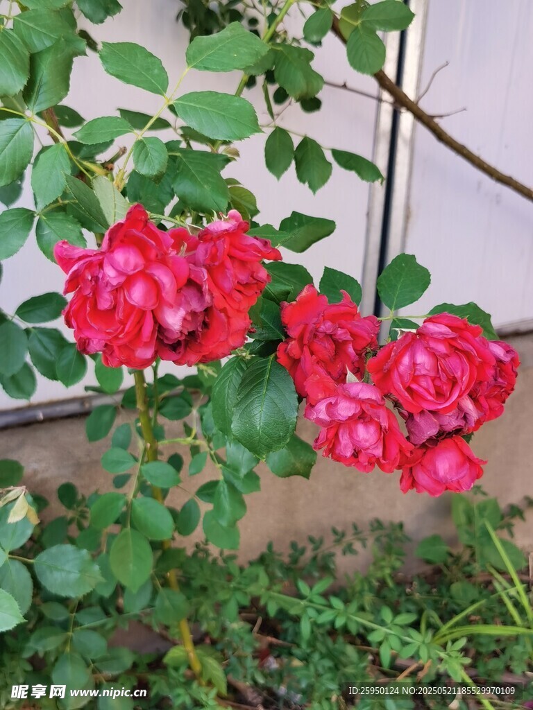 嬌艷紅玫瑰綻放綠葉間