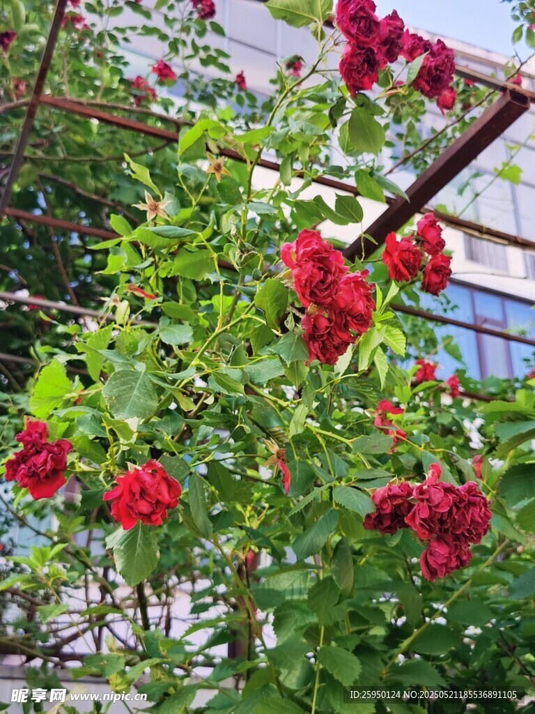 嬌艷紅薔薇綻放于架下