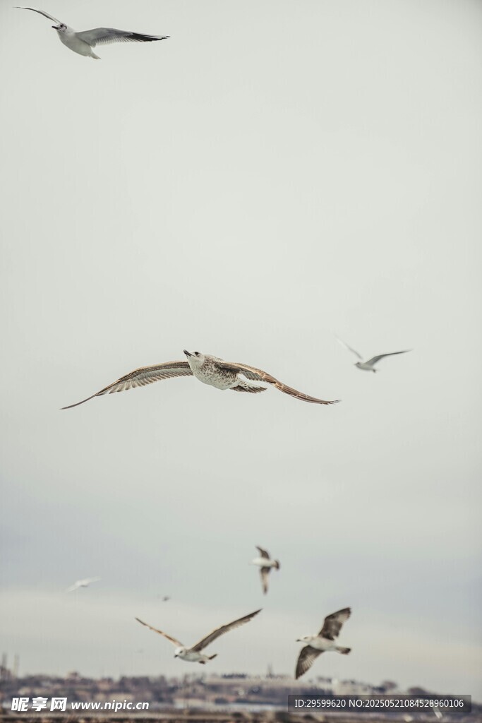 天空中飛翔的群鳥