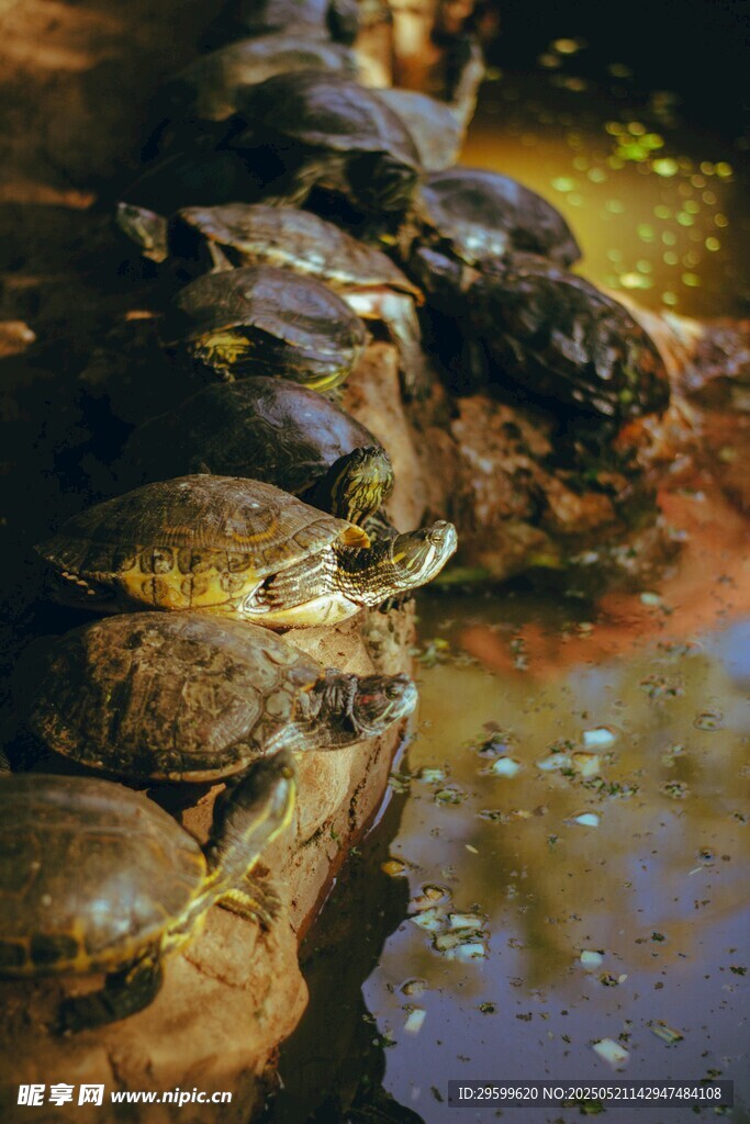 水中巖石上的鱷魚