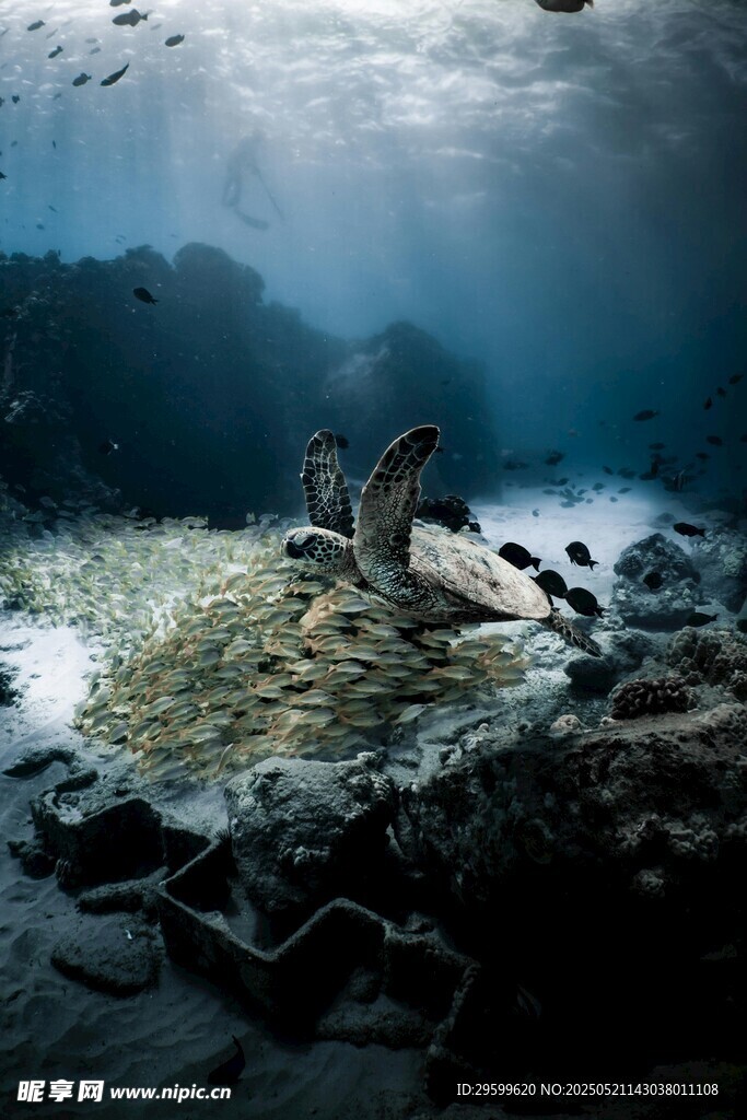 深海景象中的神秘生物