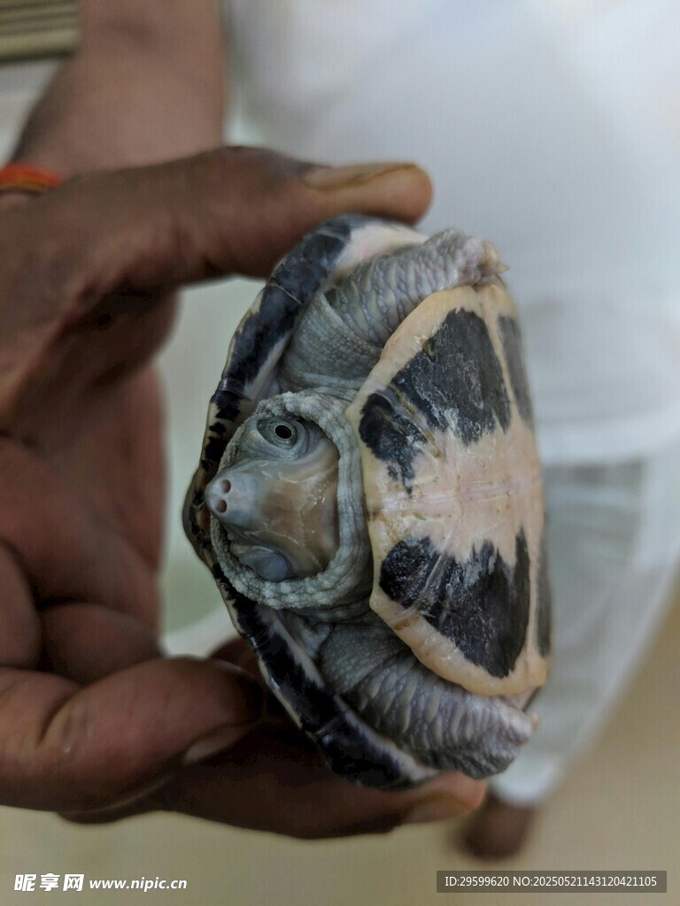 手捧花紋獨特的烏龜