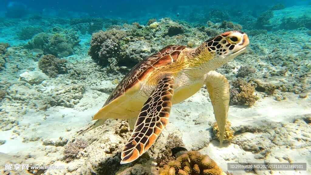 海底遨游的可愛小海龜