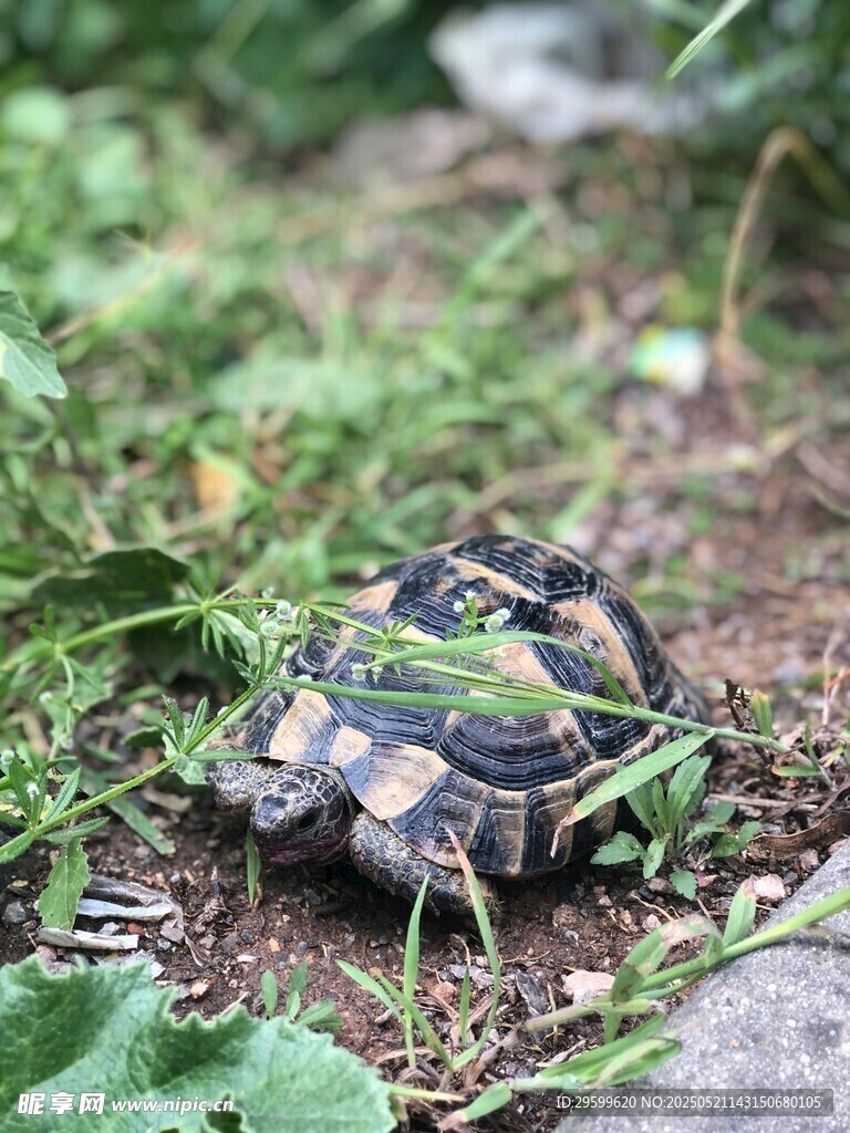 草地上的彩色烏龜