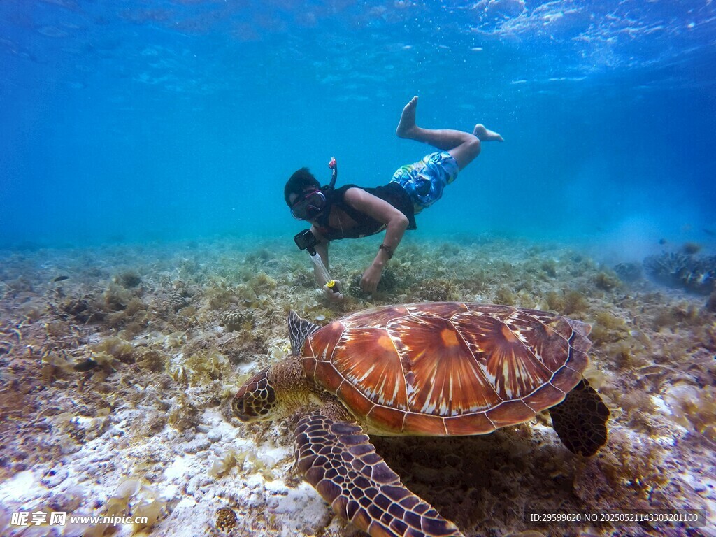 潛水者與海龜的海底邂逅