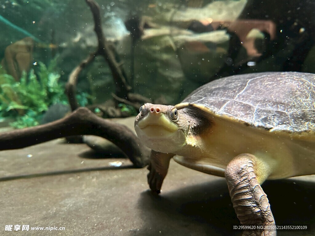水族館中的烏龜特寫
