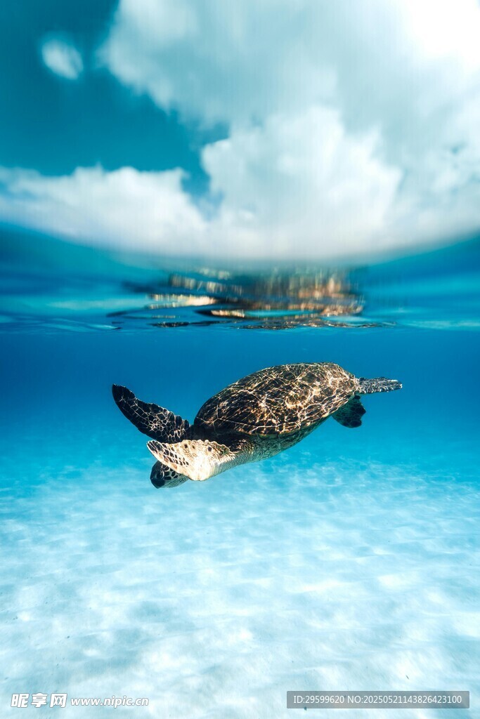 海龜在清澈海水中暢游