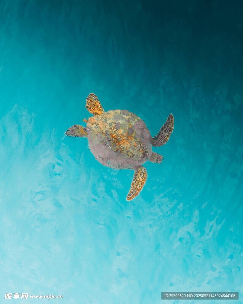海中遨游的彩色小海龜