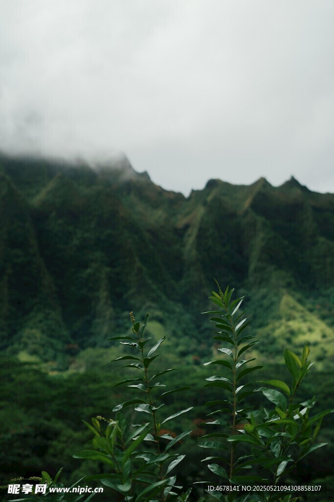 云霧繚繞的翠綠山巒