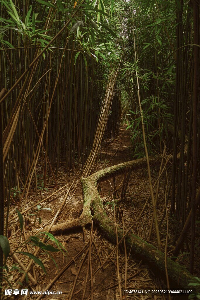 森林中倒下的樹木與植被