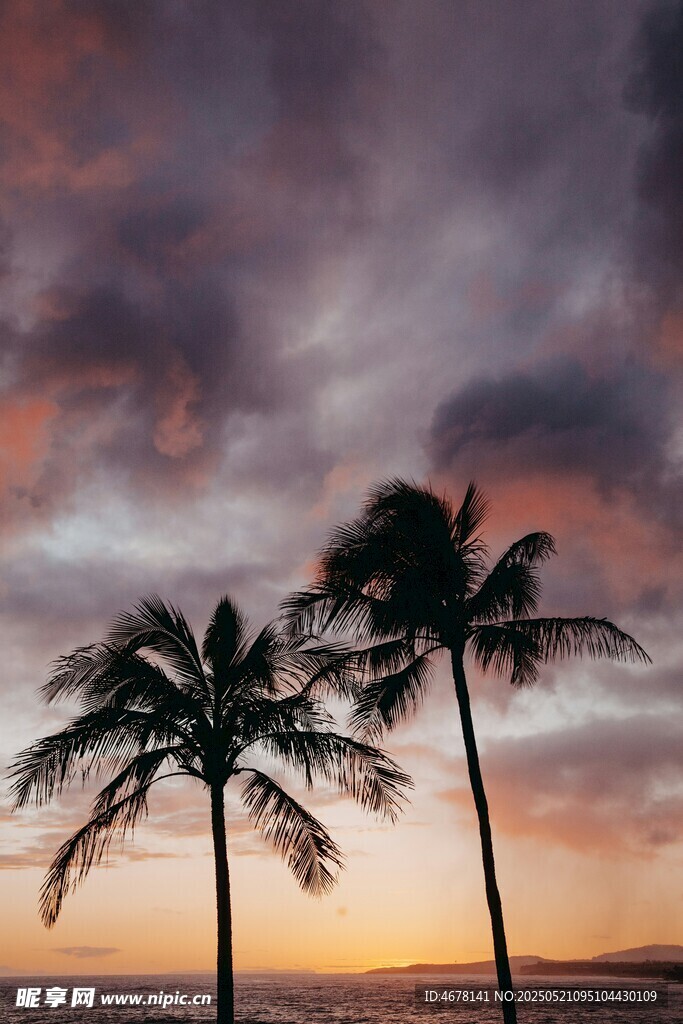 夕陽下的椰樹剪影