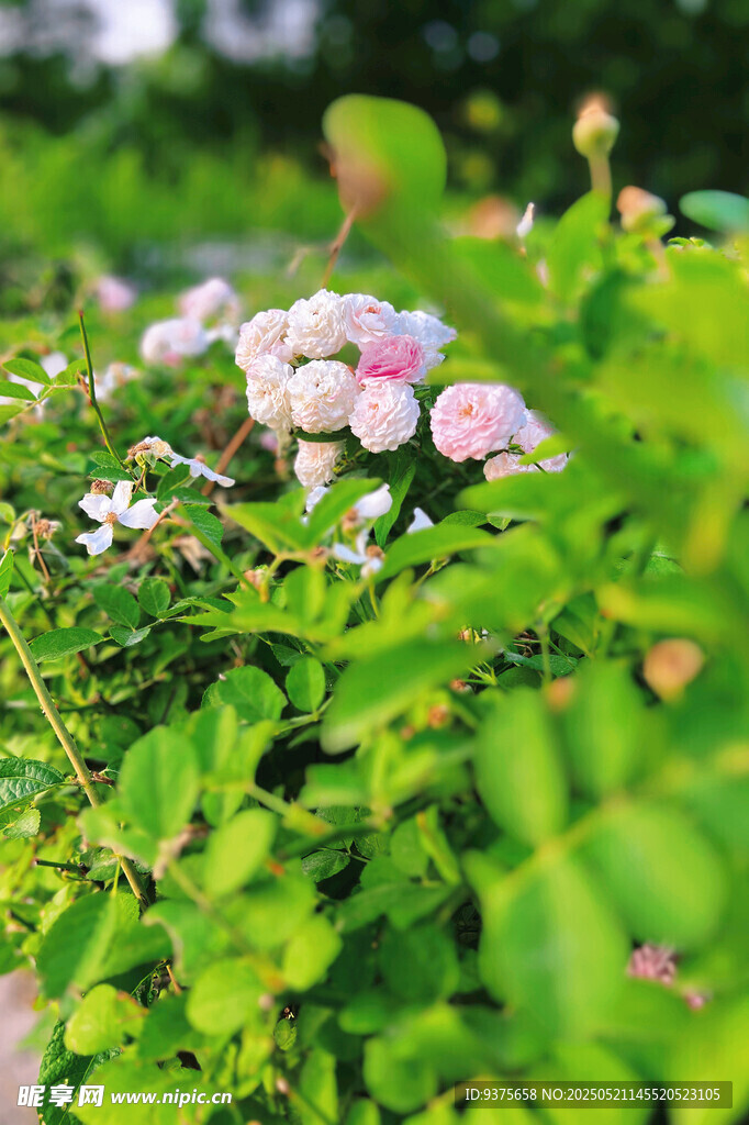 粉色薔薇綻放綠葉間