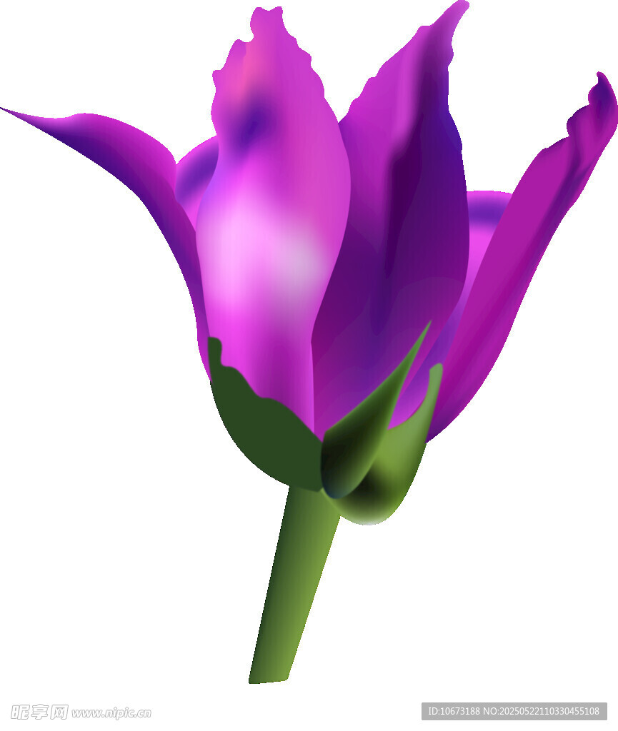 紫色綻放花朵插畫