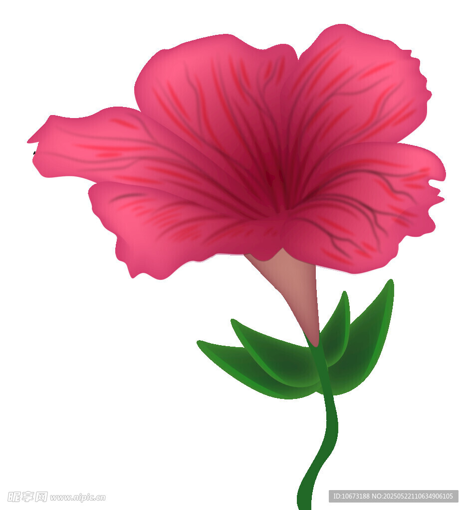 粉色牽牛花插畫