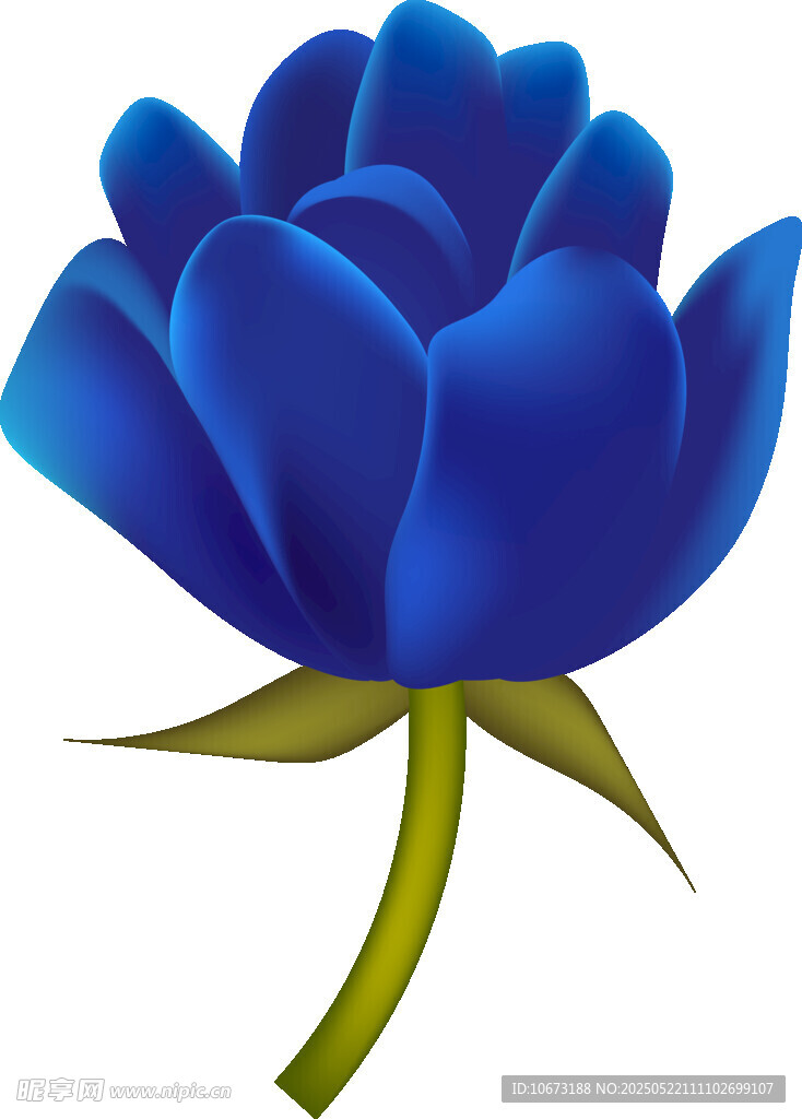 藍(lán)色玫瑰插畫