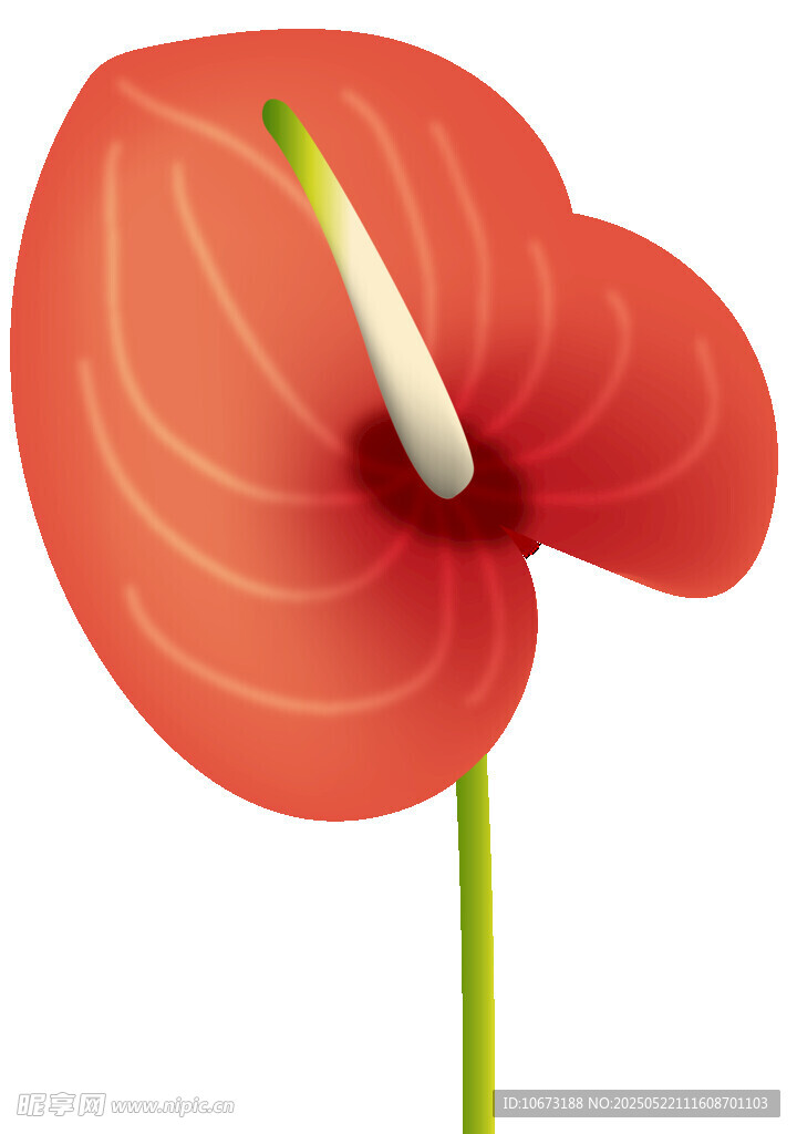 鮮艷紅掌花特寫