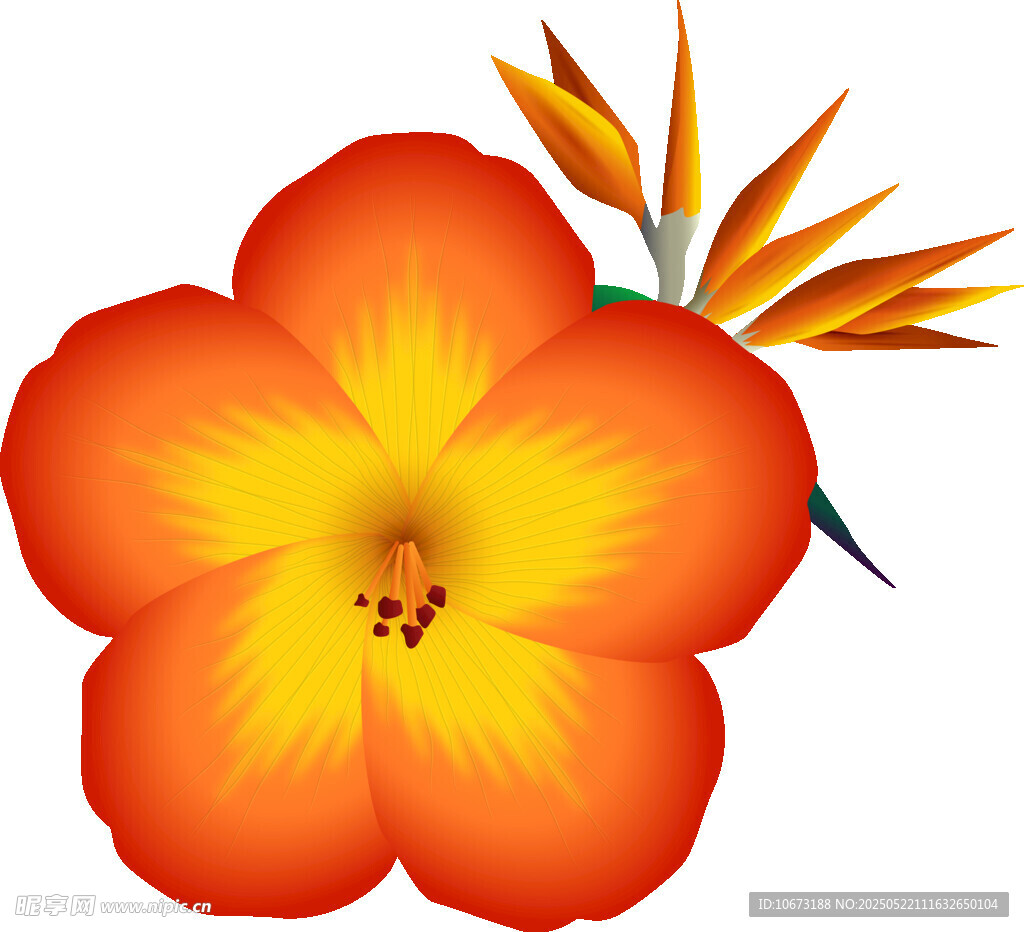 鮮艷扶桑花插畫