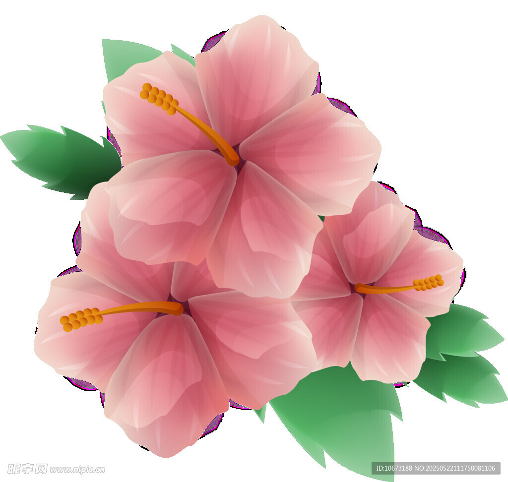 三朵粉色木槿花插畫