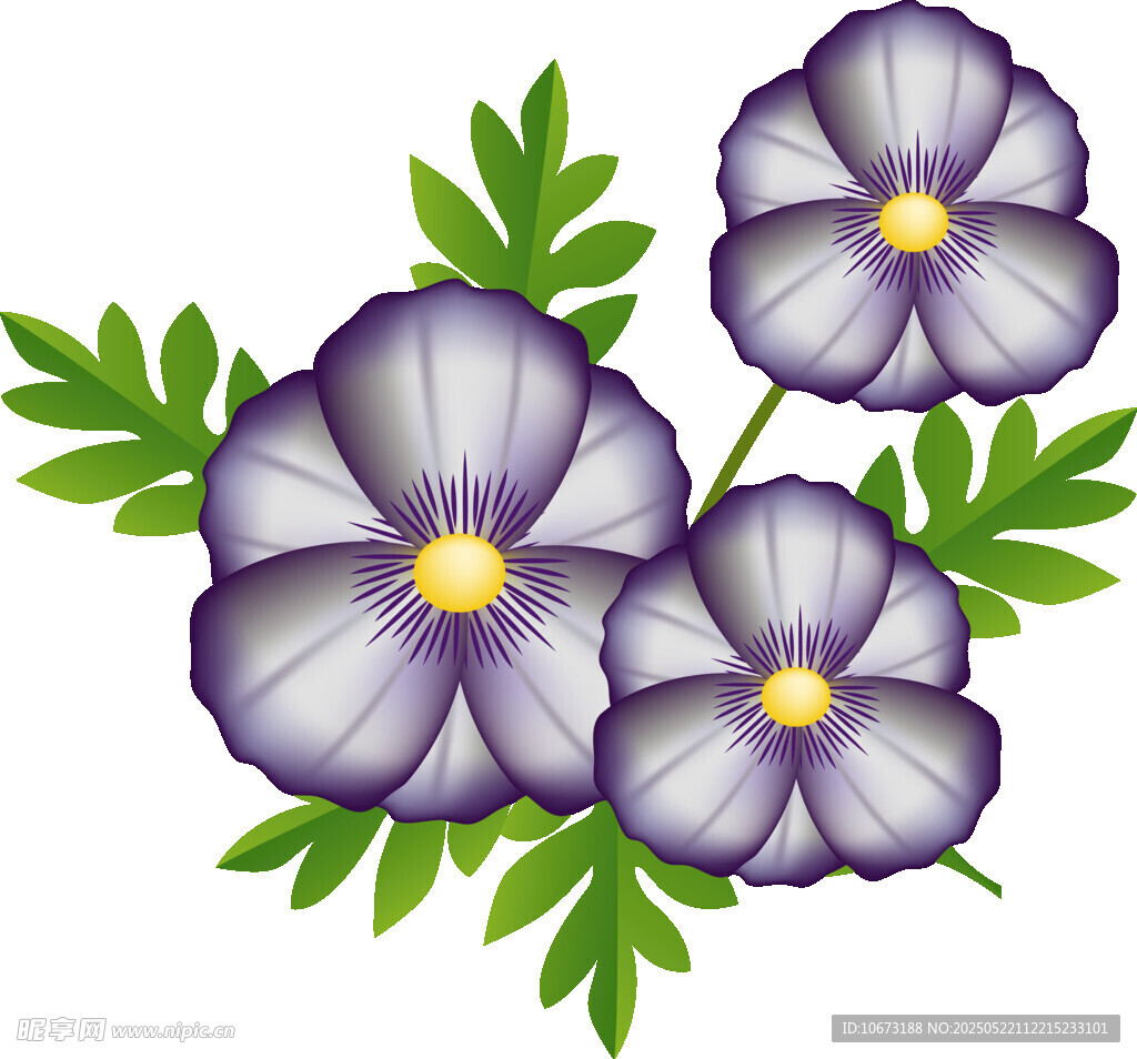 紫色三色堇花朵插畫