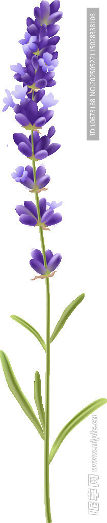 紫色薰衣草花卉特寫