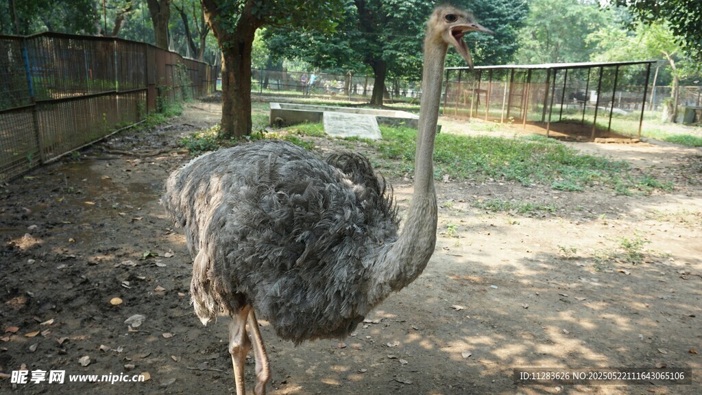 站立的鴕鳥
