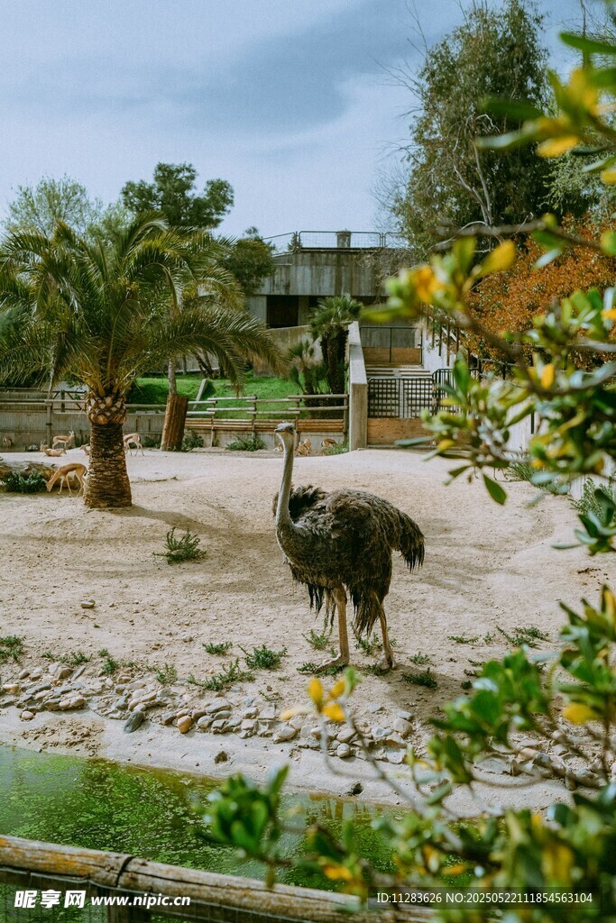 動物園中的鴕鳥景觀