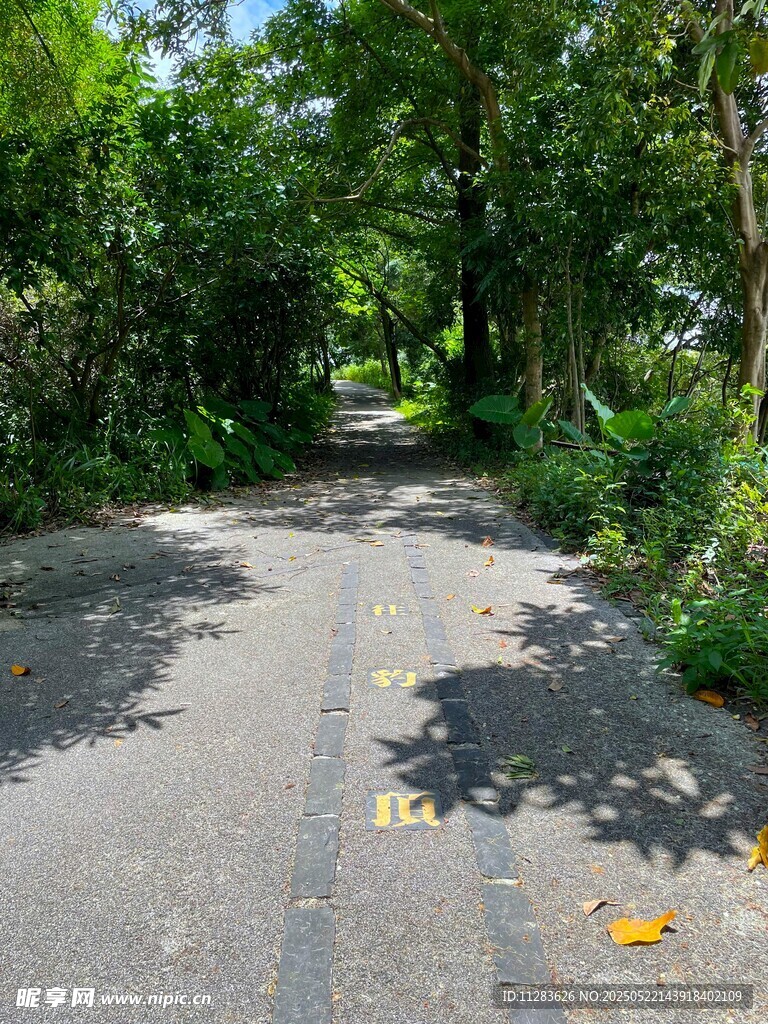 林間幽靜小路綠意盎然