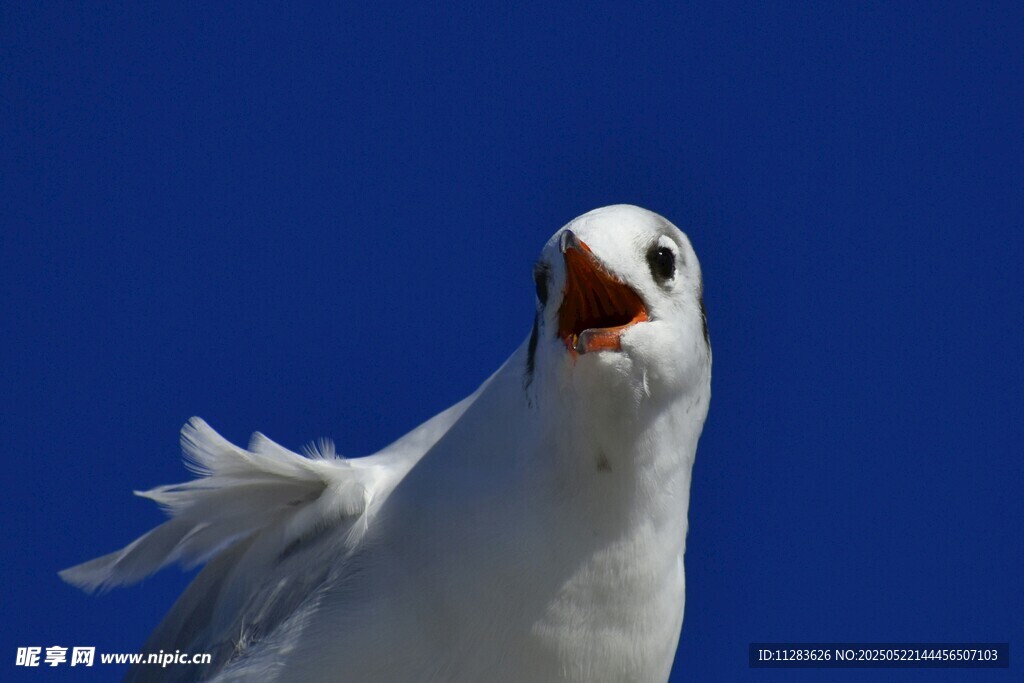 仰頭鳴叫的白色海鷗